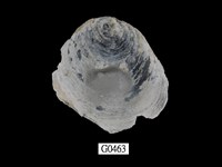 藏品(雲母蛤)的圖片